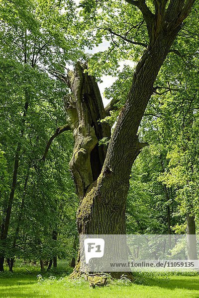 Oaks of Ivenack  oldest oaks in Germany  Ivenack near Stavenhagen  Mecklenburg Lake District  Mecklenburg-Western Pomerania  Germany  Europe