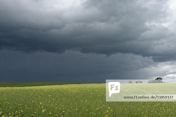 Dunkle Wolken  Regenwolken über blühendem Rapsfeld  Meesiger  Mecklenburgische Seenplatte  Mecklenburg-Vorpommern  Deutschland  Europa