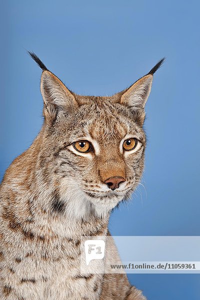 Eurasischer Luchs (Lynx lynx)  captive