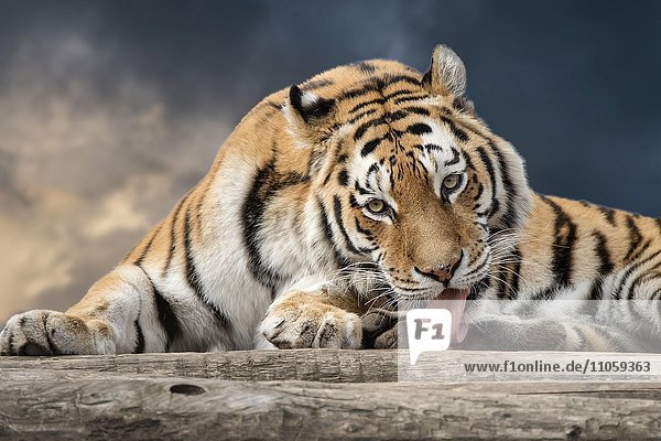 Sibirischer Tiger (Panthera tigris altaica)  auch Amurtiger oder Ussuritiger  captive