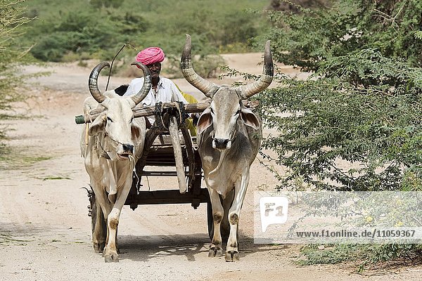 Zebu or hump cattle (Bos primigenius indicus) pulling cart  carriage on the road  Rajasthan  India  Asia