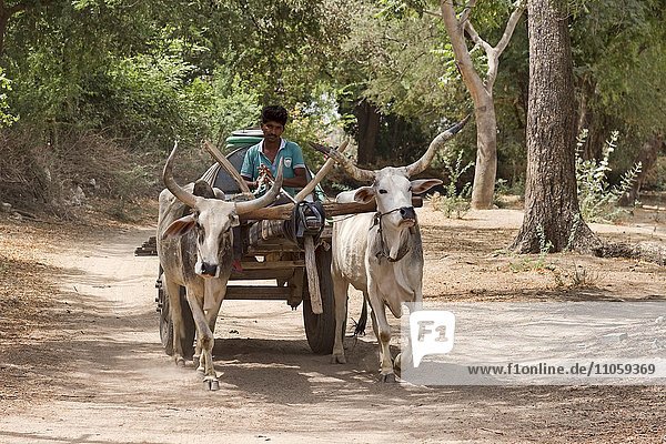 Zebu cattle  zebu or hump cattle (Bos primigenius indicus) with trailer on the road  Rajasthan  India  Asia
