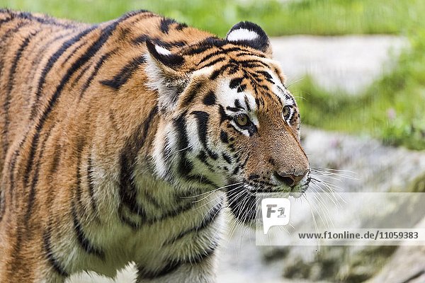 Sibirischer Tiger (Panthera tigris altaica)  captive