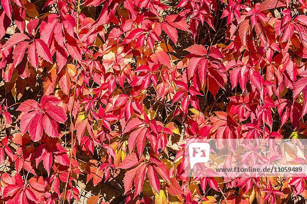Rote Blätter der Selbstkletternde Jungfernrebe (Parthenocissus quinqefolia) im Herbst  Sachsen  Deutschland  Europa