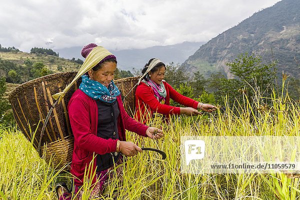 Frauen mit Körben auf dem Rücken ernten Hirse mit der Hand  Jubhing  Solo Khumbu  Nepal  Asien