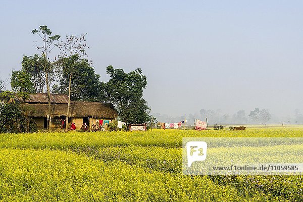 Ein Bauernhaus steht mitten in einem gelben Senffeld in den Terai Ebenen  Sauraha  Chitwan  Nepal  Asien