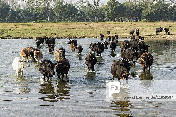 Eine Herde von Kühen überquert einen seichten Fluss  Sauraha  Chitwan  Nepal  Asien