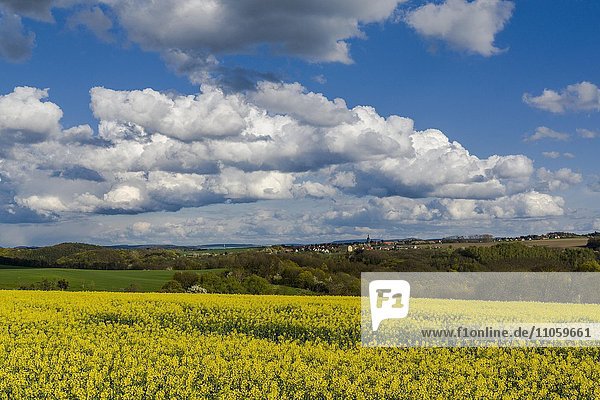 Landwirtschaftliche Landschaft mit Dorf  Rapsfeld und blauer bewölkter Himmel  Burkhardswalde  Sachsen  Deutschland  Europa
