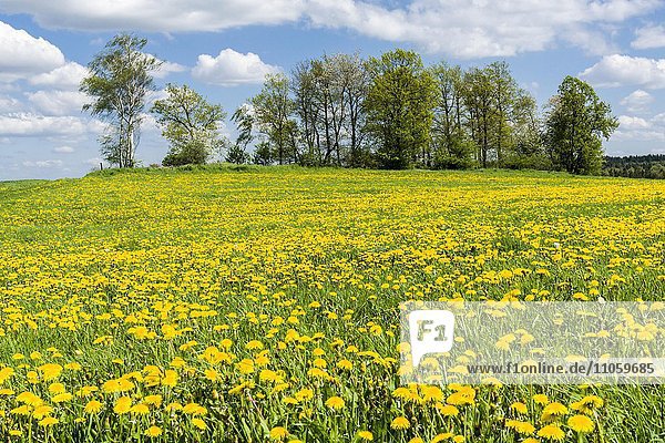 Landschaft mit Bäumen und vielen gelben Löwenzahn-Blüten (Taraxacum officinale)  Cunnersdorf  Sachsen  Deutschland  Europa
