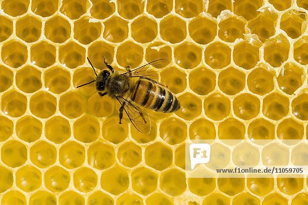 Kärntner Biene (Apis mellifera carnica) auf Honigwabe  Sachsen  Deutschland  Europa