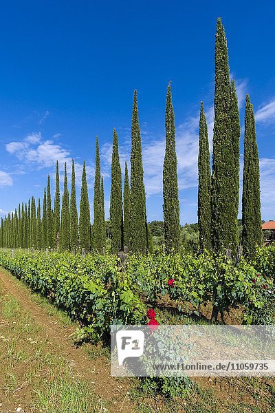 Typische Landschaft der Toskana mit Zypressen und Weinbergen  Boligheri  Toskana  Italien  Europa