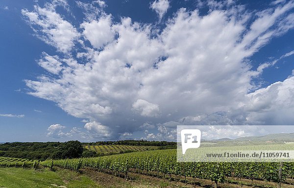 Typische Toskana Landschaft mit Hügeln und Weinbergen  Cassare  Toskana  Italien  Europa