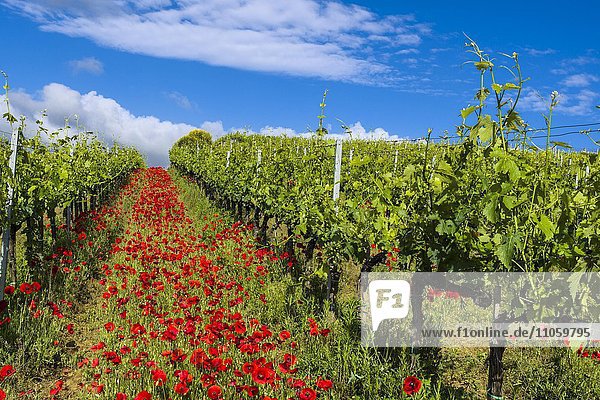 Typische grüne Landschaft in der Toskana,  Weinreben (Vitis vinifera),  Mohnblumen (Papaver),  blauer bewölkter Himmel,  Ascianello,  Val d'Orcia,  Toskana,  Italien,  Europa