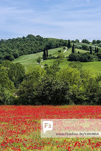 Typische grüne Landschaft in der Toskana  Hügel  Bäume  rote Mohnblumen (Papaver)  blauer  bewölkter Himmel  San Giovanni d'Asso  Val d'Orcia  Toskana  Italien  Europa