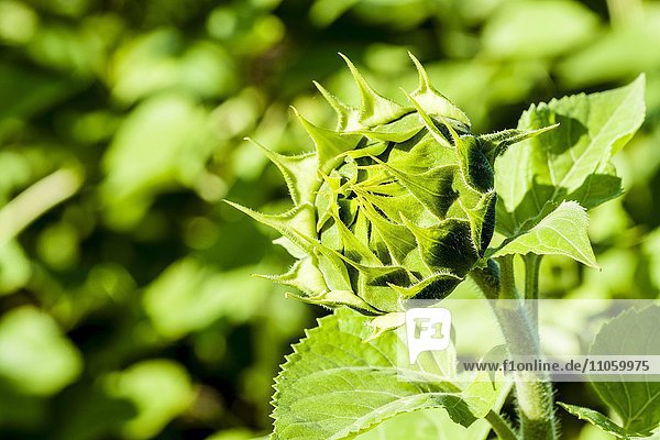 Geschlossene Sonnenblume (Helianthus annuus)  Sachsen  Deutschland  Europa