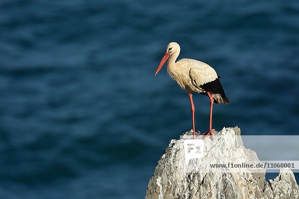 Adult White stork (Ciconia ciconia) perched on a rock against blue sea  Alentejo  Portugal  Europe