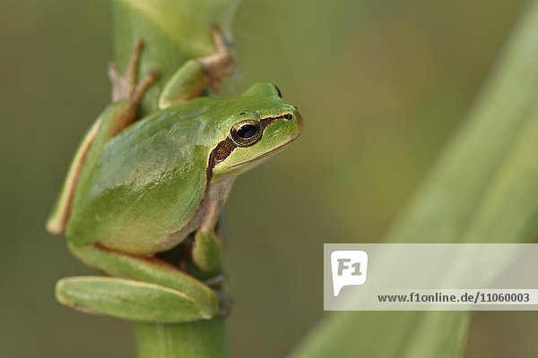 Full-grown Mediterranean Tree Frog (Hyla meridionalis) on reed  Alentejo  Portugal  Europe