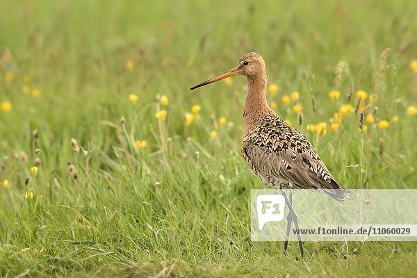 Black-tailed godwit (Limosa limosa)  adult in flowering meadow  nuptial plumage  Texel  North Holland  Holland  Netherlands