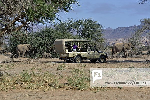 Touristen beobachten Wüstenelefanten Afrikanische Elefanten (Loxodonta africana) Trockenflussbett des Huab Damaraland Namibia Afrika