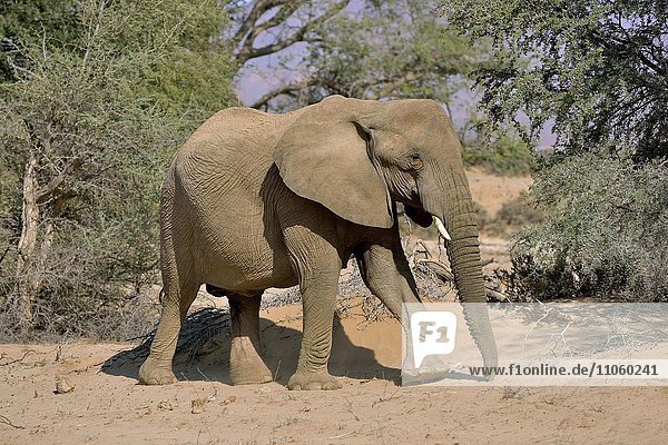 Wüstenelefant oder Afrikanischer Elefant (Loxodonta africana)  Wüstenelefant im Trockenflussbett des Huab  Damaraland  Namibia  Afrika