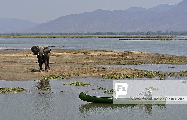 Park ranger nähert sich mit dem Kanu einem Elefanten  (Loxodonta africana)  Sambesi Fluss  Mana Pools-Nationalpark  Provinz Mashonaland West  Simbabwe  Afrika
