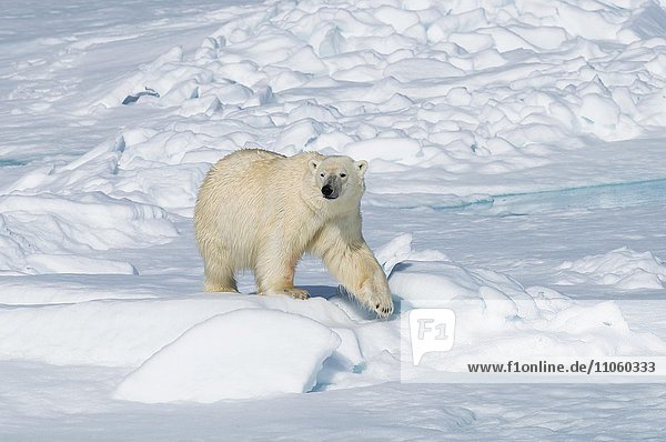 Männlicher Eisbär (Ursus maritimus) läuft auf Packeis  Insel Spitzbergen  Spitzbergen  Norwegen  Europa