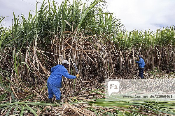 Zuckerrohr  Zuckerrohrernte  einheimische Männer ernten manuell Zuckerrohr  La Reunion  Frankreich  Afrika