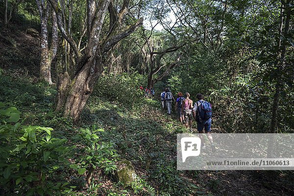 Tourist group hiking in tropical rainforest  Cruce de los Baños  Sierra Maestra  Santigo de Cuba Province  Cuba  North America
