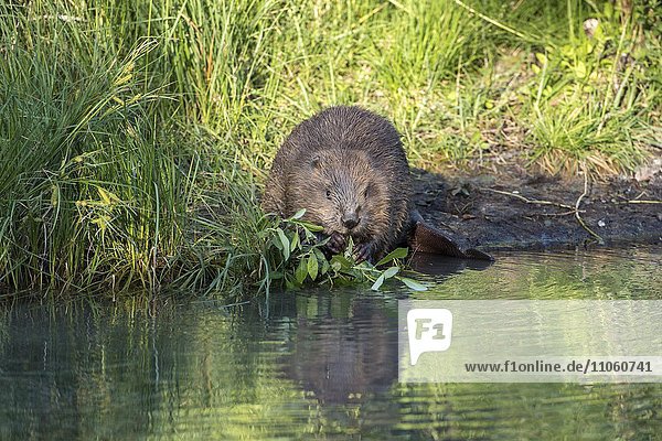 Beaver (Castor fiber) feeding on willow branches by the water  Upper Austria  Austria  Europe