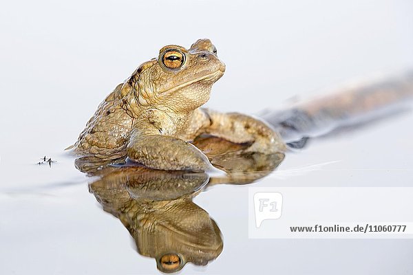 Erdkröte (Bufo bufo) im Wasser mit Spiegelung  Biosphärenreservat Mittelelbe  Sachsen-Anhalt  Deutschland  Europa