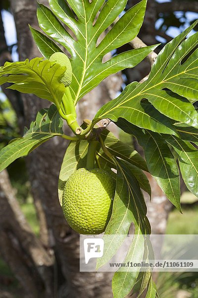 Brotfrucht (Artocarpus altilis)  Guadeloupe  Kleine Antillen  Karibik  Nordamerika