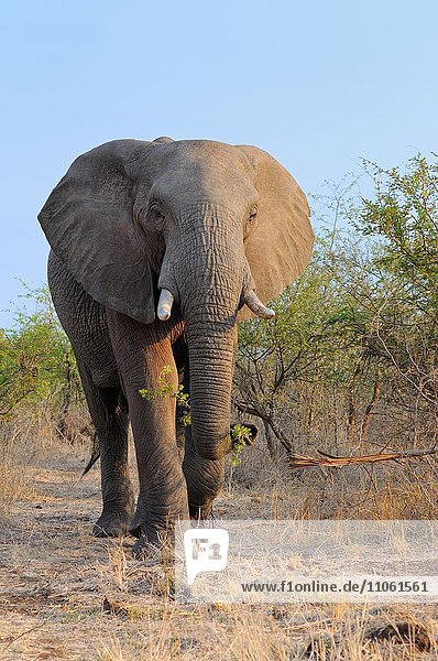 Afrikanischer Elefant (Loxodonta africana)  Elefantenbulle im Busch  beim Fressen am frühen Morgen  Krüger-Nationalpark  Südafrika