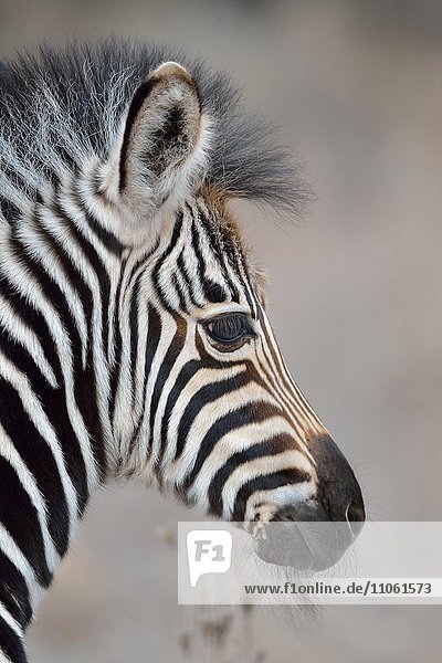 Steppenzebra (Equus Quagga)  Fohlen  Porträt  Krüger-Nationalpark  Südafrika