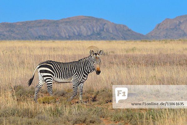 Bergzebra (Equus zebra zebra)  männlich  geht im trockenen Gras  Mountain-Zebra-Nationalpark  Ostkap  Südafrika