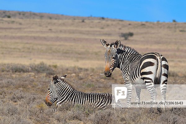 Bergzebras (Equus zebra zebra)  adult  in trockenem Gras  Mountain-Zebra-Nationalpark  Ostkap  Südafrika