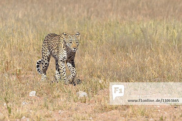 Leopard (Panthera Pardus) geht im Gras Kgalagadi-Grenzüberschreit-Nationalpark Provinz Nordkap Südafrika