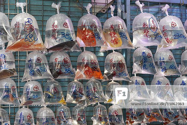 Gold Fishes for sale  swimming in plastic bags  Goldfish Market  District Mong Kok  Kowloon  Hong Kong  China  Asia