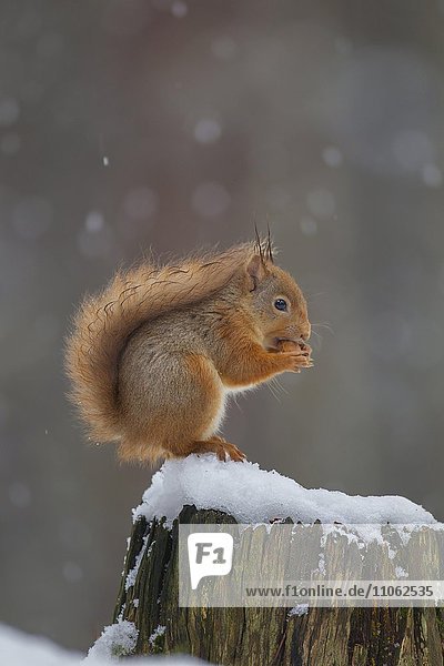 Eichhörnchen (Sciurus vulgaris)  beim Fressen auf einem mit Schnee bedeckten Baumstumpf  Schottland  Großbritannien  Europa