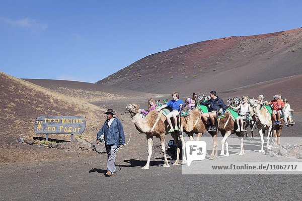 Tourists riding on dromedaries in Timanfaya National Park  Lanzarote  Canary Islands  Spain  Europe
