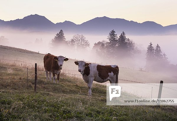 Cows on a pasture at dawn  Aidlinger Höhe  Aidling  Riegsee municipality  Pfaffenwinkel region  Upper Bavaria  Bavaria  Germany  Europe
