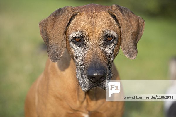 Hund (Canis lupus familiaris) der Rasse Rhodesian Ridgeback  weiblich  9 Jahre  Portrait  Deutschland  Europa