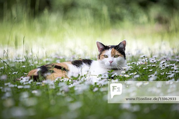 Dreifarbige Hauskatze (Felis silvestris catus) liegt in einer Wiese mit Gänseblümchen (Bellis perennis)  Deutschland  Europa