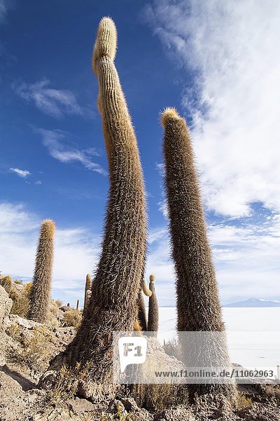 Cactus (Echinopsis atacamensis)  Isla Incahuasi or Isla del Pescado  Salar de Uyuni  Altiplano  Bolivia  South America