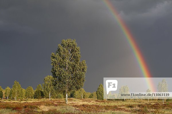 Regenbogen in der Oranienbaumer Heide  Biosphärenreservat Mittlere Elbe  Dessau-Rosslau  Sachsen-Anhalt  Deutschland  Europa