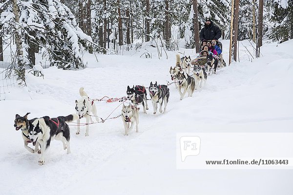 Dog sledwith huskies in the snow  Rovaniemi  Lapland  Finland  Europe