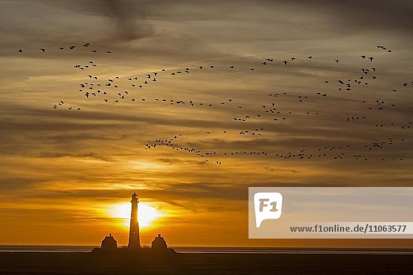 Vogelschwarm fliegt bei Sonnenuntergang über Leuchtturm Westerheversand  Westerhever  Eiderstedt  Nordfriesland  Schleswig-Holstein  Deutschland  Europa