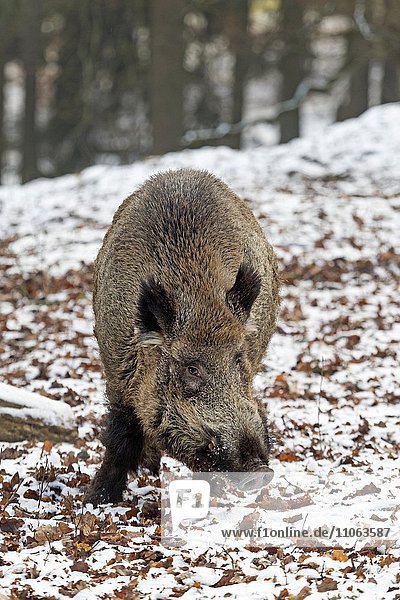 Wildschwein im Schnee  (Sus scrofa)  Keiler  captive  Schleswig Holstein  Deutschland  Europa