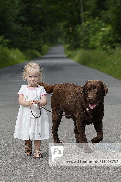 Little girl  two years old  going for a walk with a dog  brown Labrador Retriever  Germany  Europe