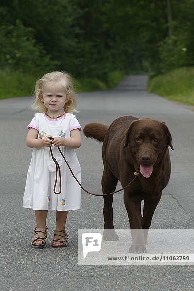 Little girl  two years old  going for a walk with a dog  brown Labrador Retriever  Germany  Europe