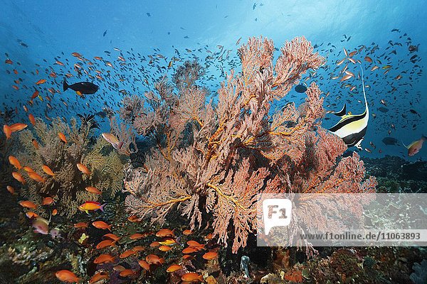 Schwarm verschiedener Fahnenbarsche (Anthiinae)  schwimmt über Korallenriff  mit Gorgonie (Melithaea ochracea)  Halfterfisch (Zanclus cornutus)  Großes Barriereriff  Queensland  Cairns  Pazifischer Ozean  Australien  Ozeanien